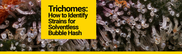Trichomes: How to Identify Strains for Solventless Bubble Hash