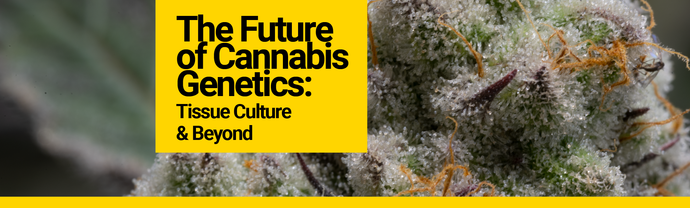 The Future of Cannabis Genetics: Tissue Culture & Beyond