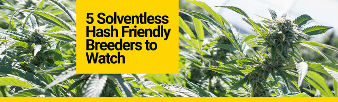 5 Solventless Hash Friendly Breeders to Watch