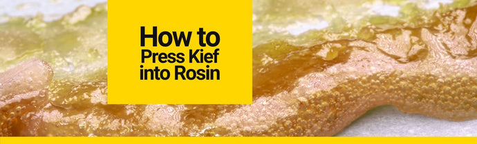 How to Press Kief Into Rosin