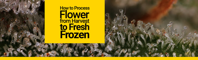How to Process Flower From Harvest to Fresh Frozen