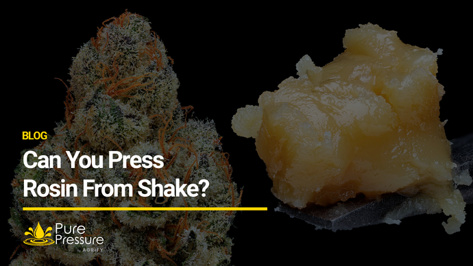 How to Press Rosin from Shake
