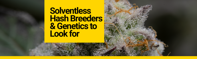 Solventless Hash Breeders & Genetics to Look for